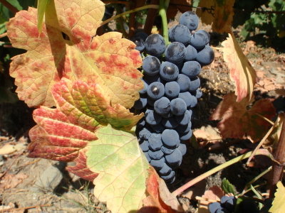 Fall grape vine picture.
